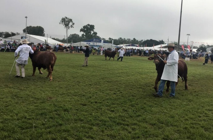 Beef Australia