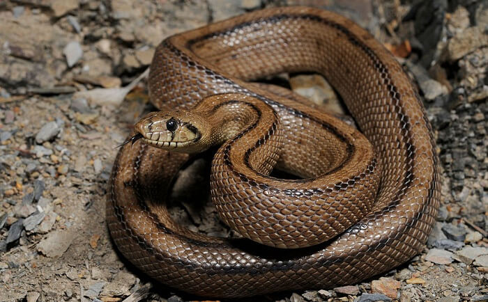 Bio Ken Snake Park