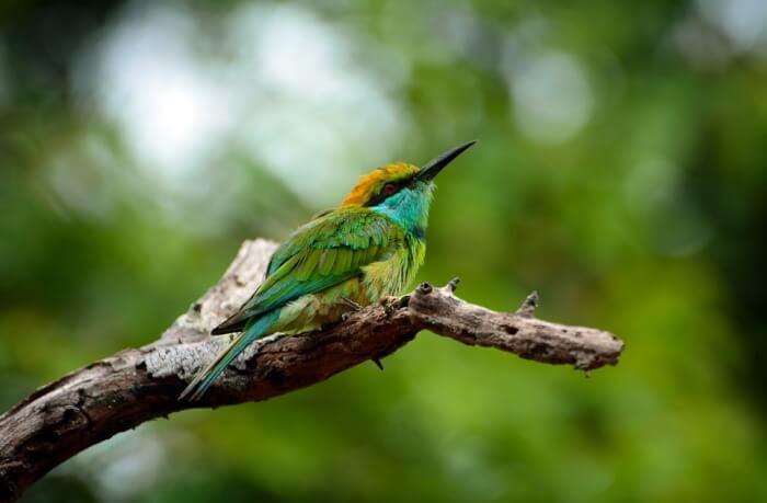 Bird Watching in Tissamaharama