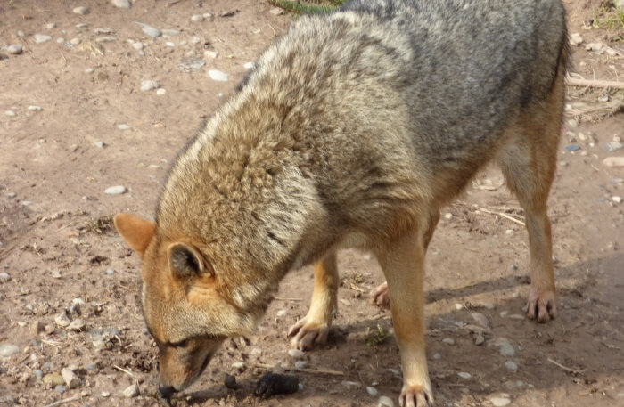 Budakeszi Wildlife Park