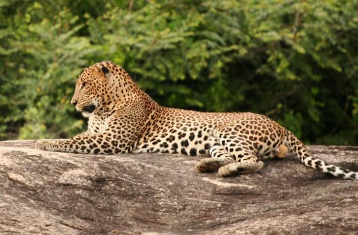 Bundala National Park