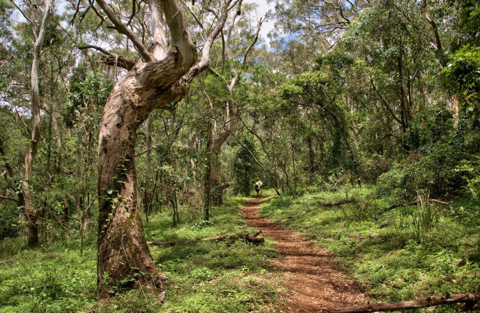 Bunya Mountains National park