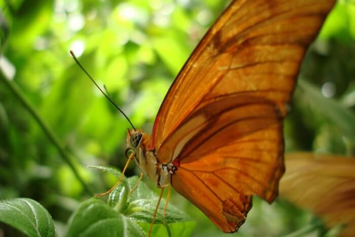Butterfly World