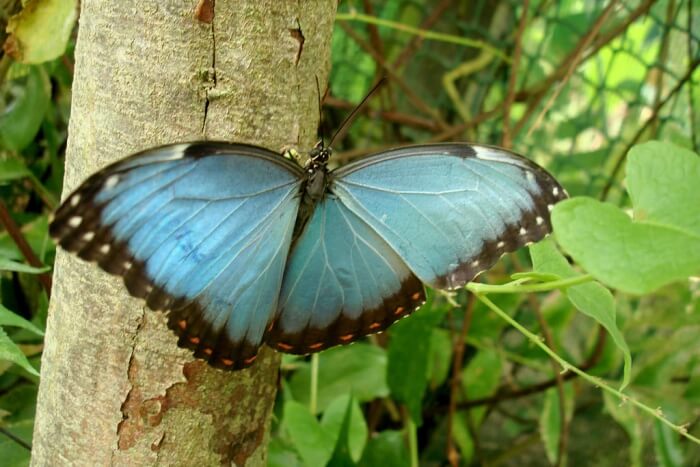 Butterfly World