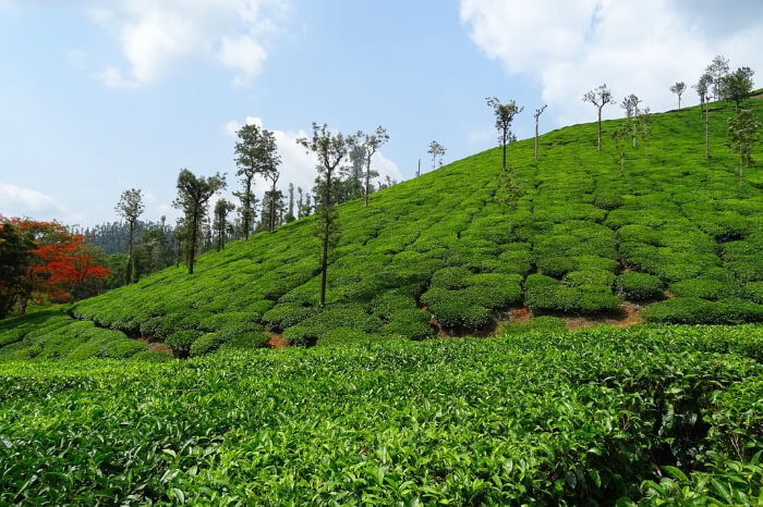 Coonoor in India