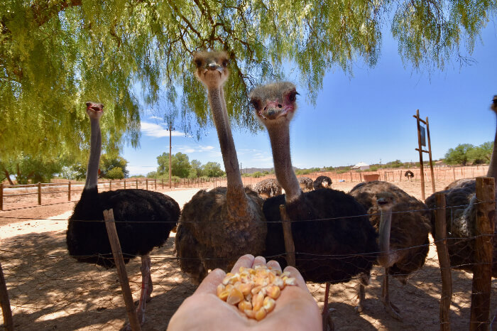 Ostrich in Ostrich farms