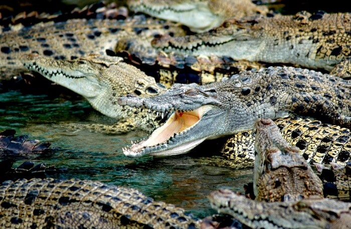 Crocodiles