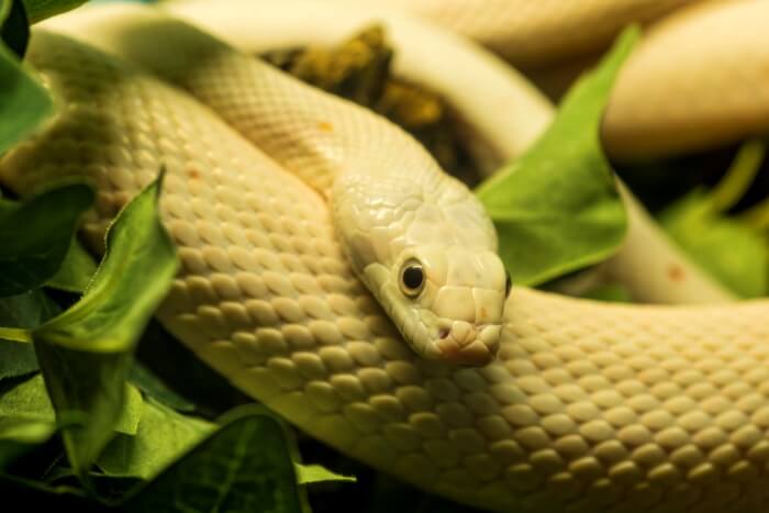 Die Vonds Snake Centre