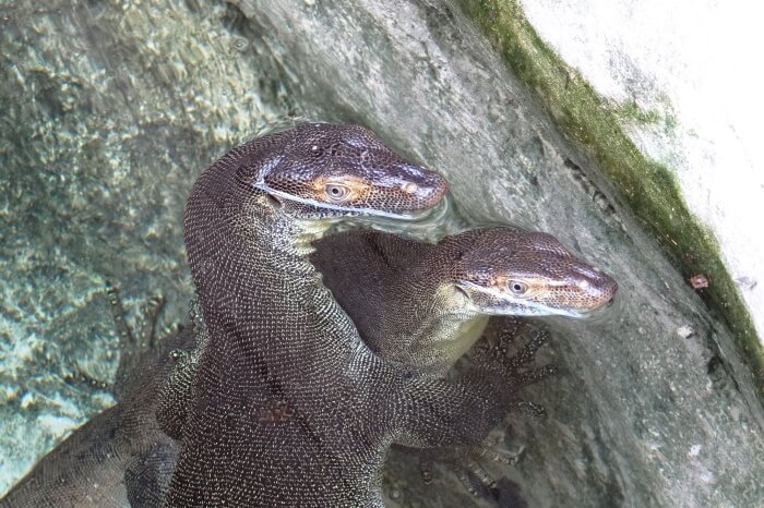 Discover Currumbin Wildlife Sanctuary