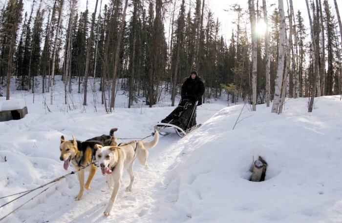 Dog Sledding