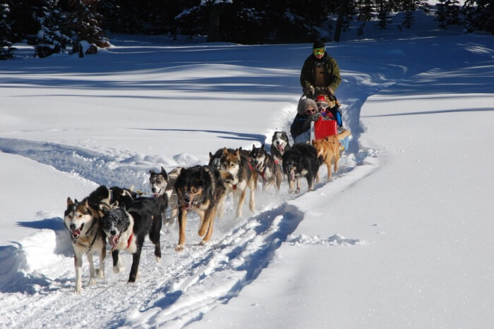 Dog-sledding