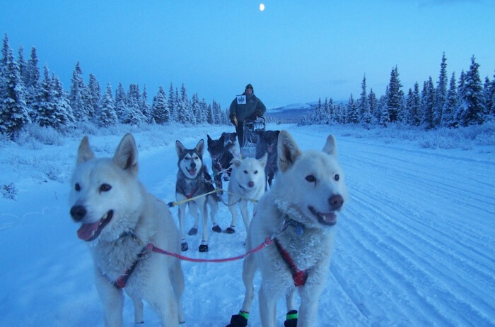 Dog-sledding