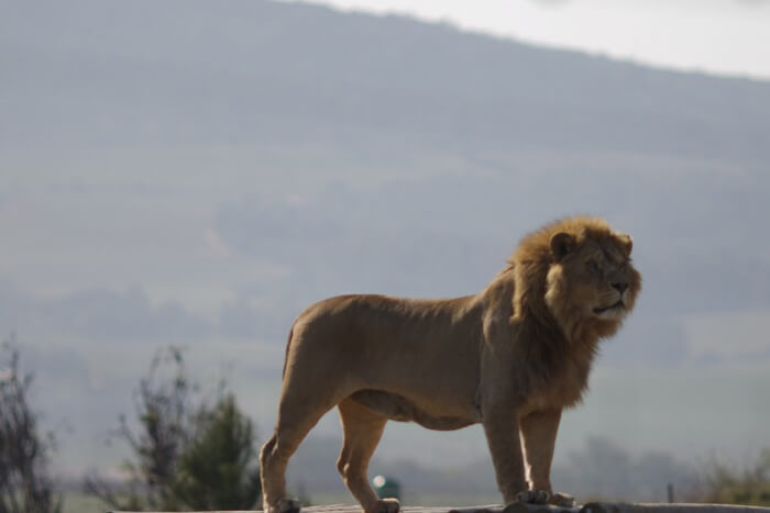 Drakenstein Lion Park