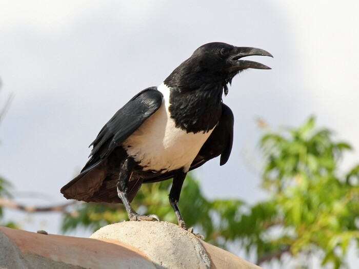 Dwarf Crow