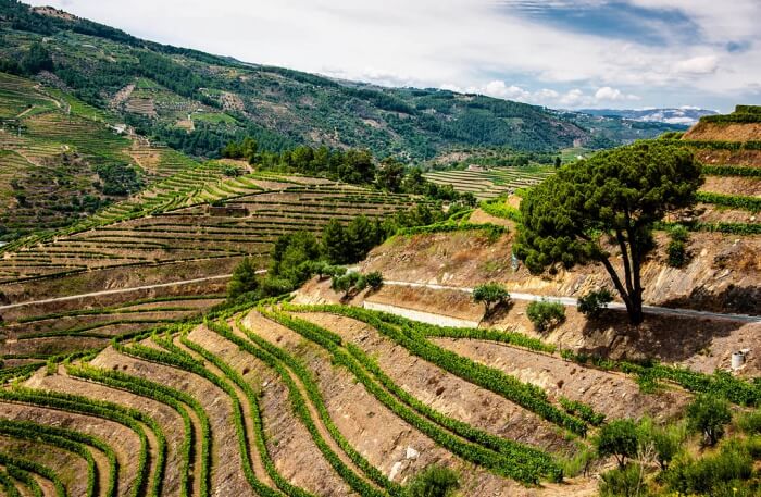 Douro Valley view