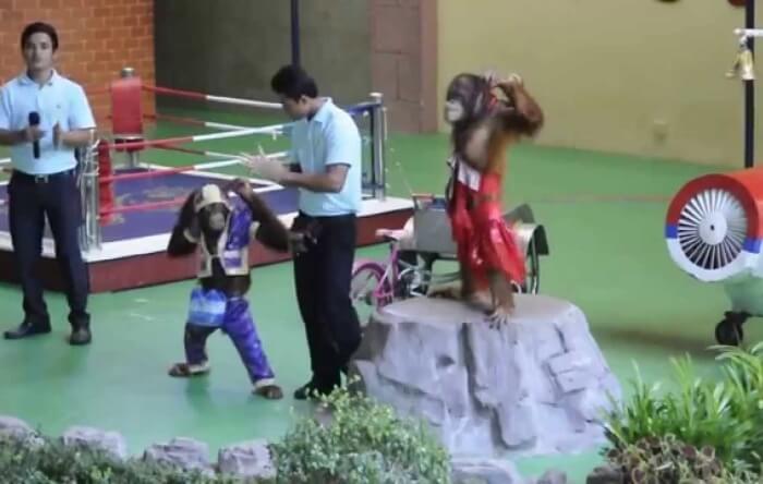 Feeding Stations and the Animal Shows