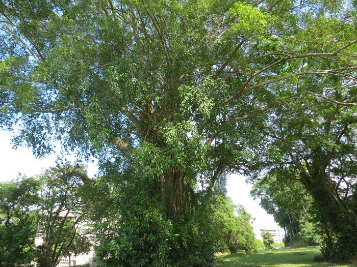 Ficus Stricta 1