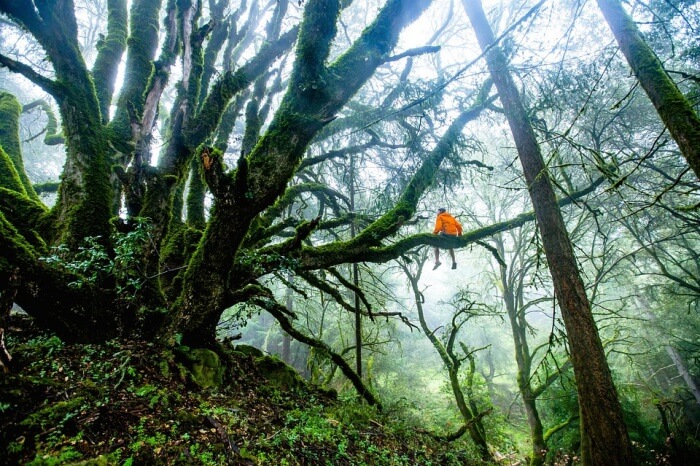 Forest Adventure