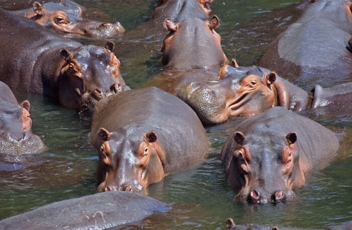Game Viewing