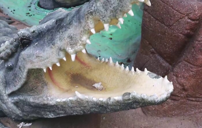 Get close to Marine Creatures