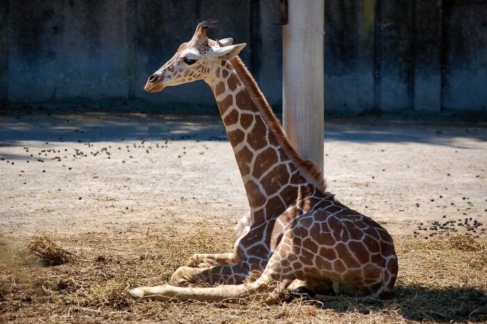 Giraffe