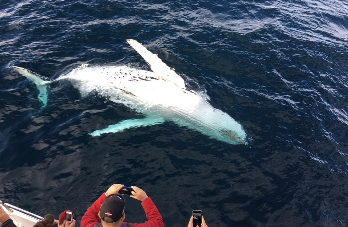 White whale