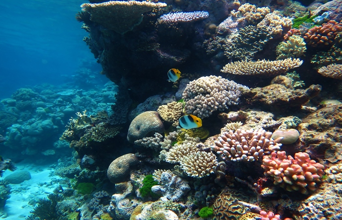 Great_Barrier