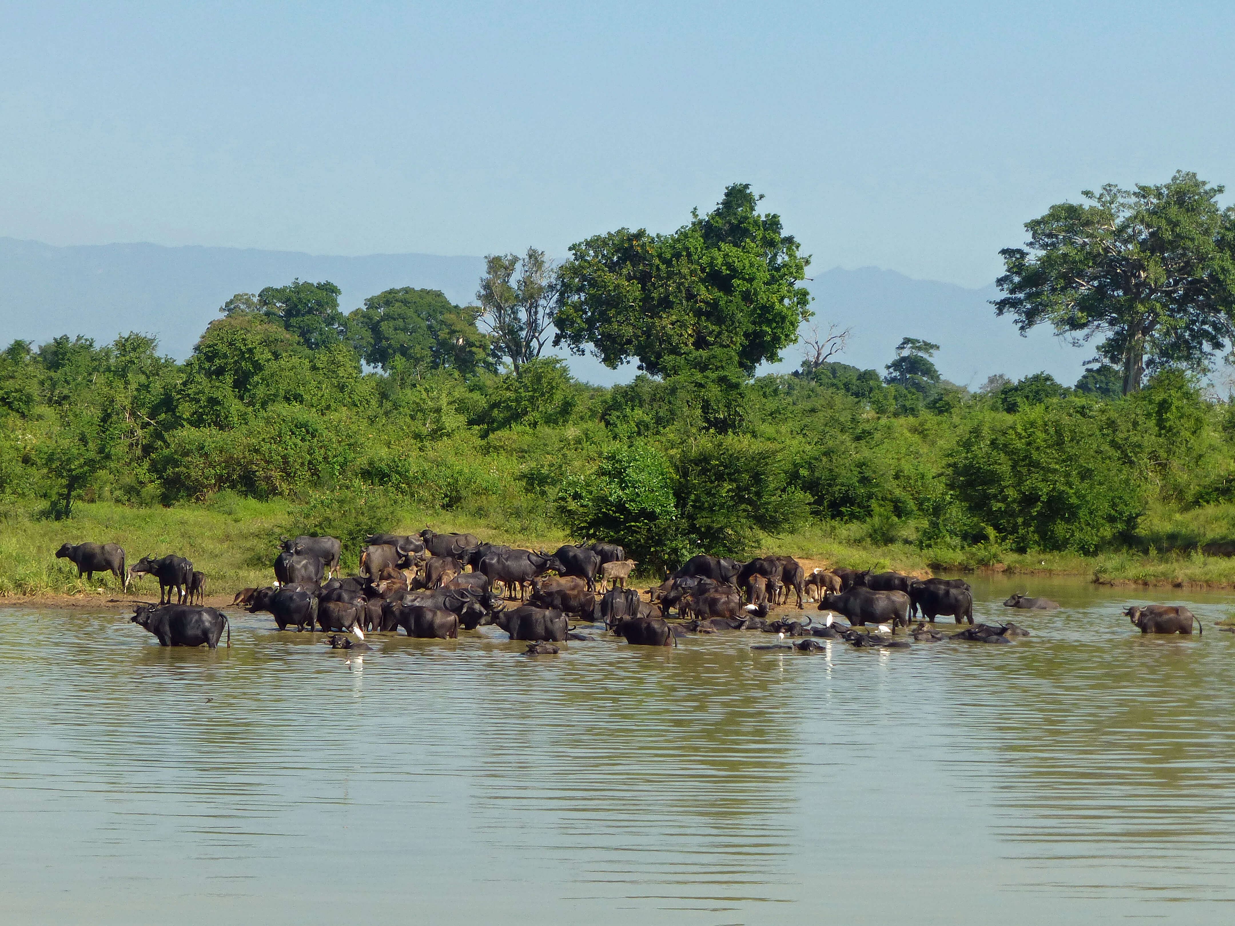 Walawe River Safari