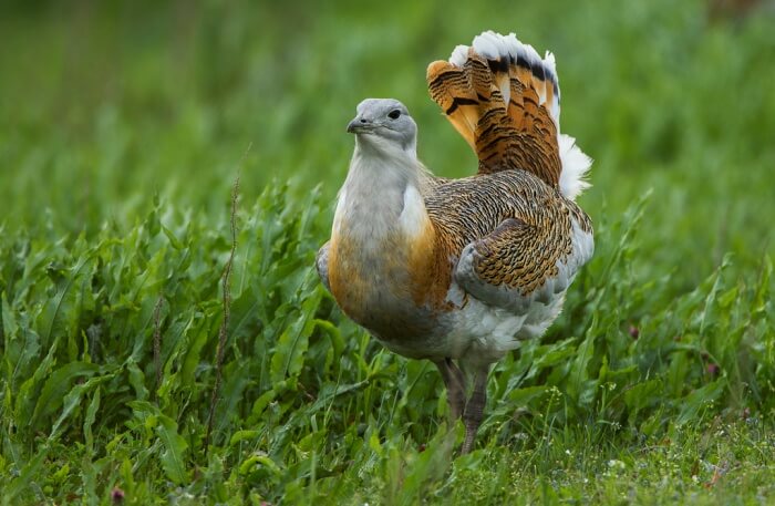 Hortobágy Wild Animal
