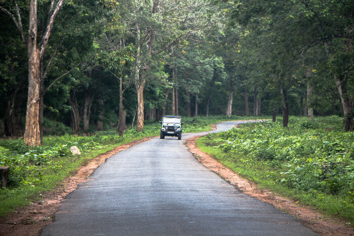 A jeep on a road in the forest