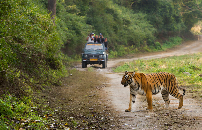 A tiger crossing path with a Jim Corbett safari jeep