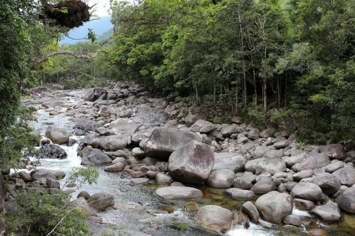 Jungle Surfing at Mossman Gorge