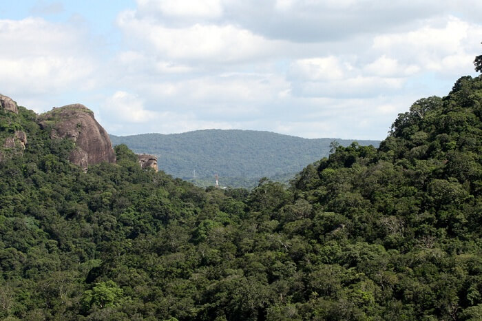 Kaludiya Pokuna Forest