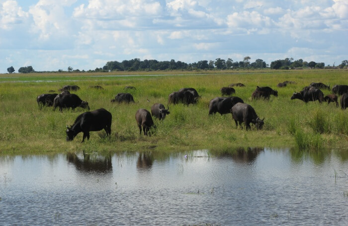 Kavango Zambezi