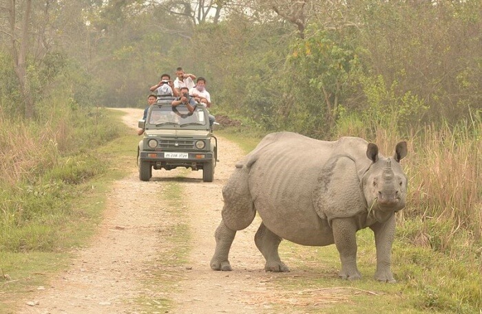 Kaziranga National Park View
