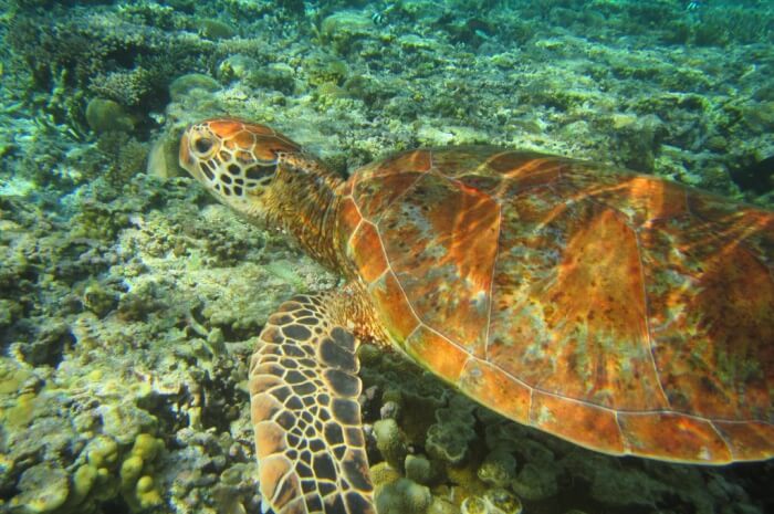 Lady Elliot Island