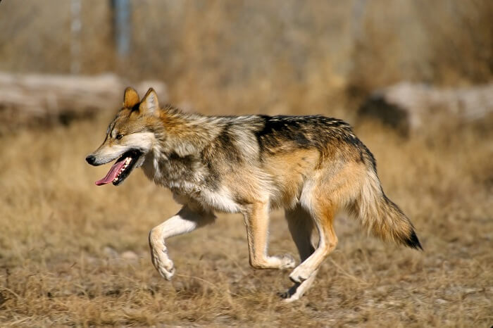 Large Predators