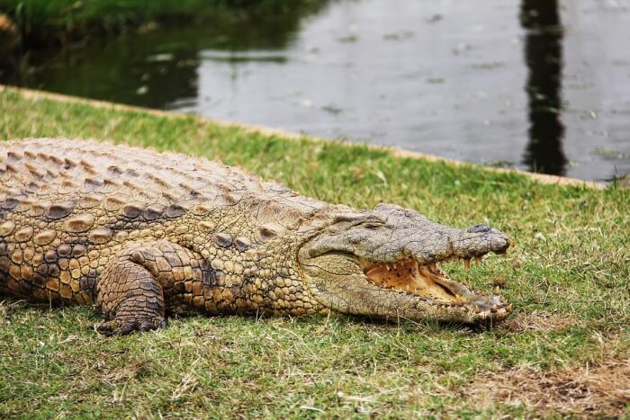 Le Bonheur Crocodile Farm
