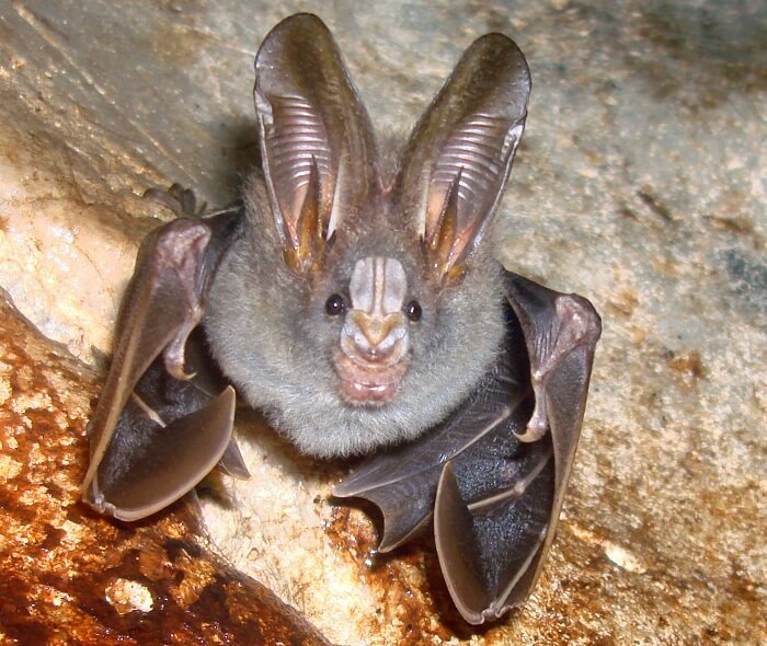 Lesser False Vampire