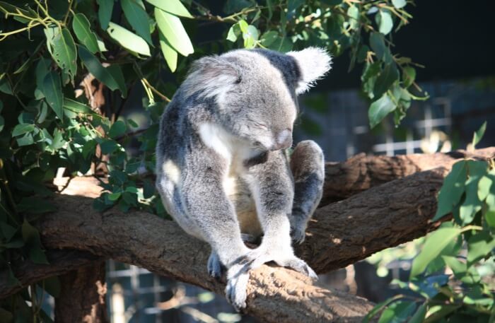 Lone Pine Koala Sanctuary