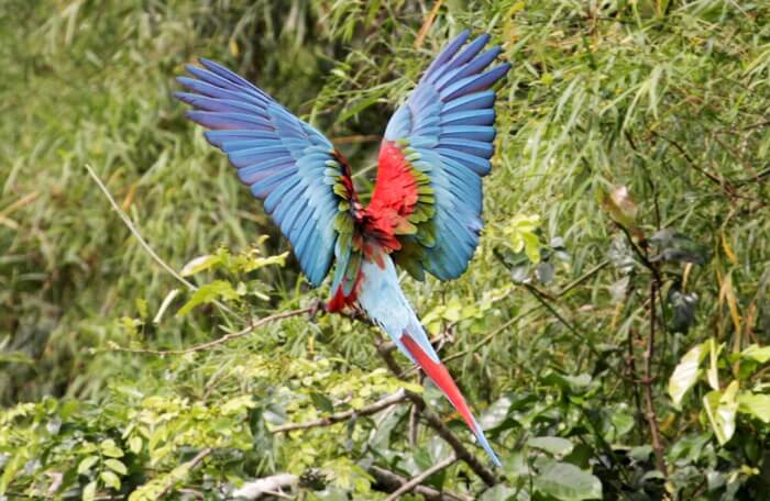 Manú National Park
