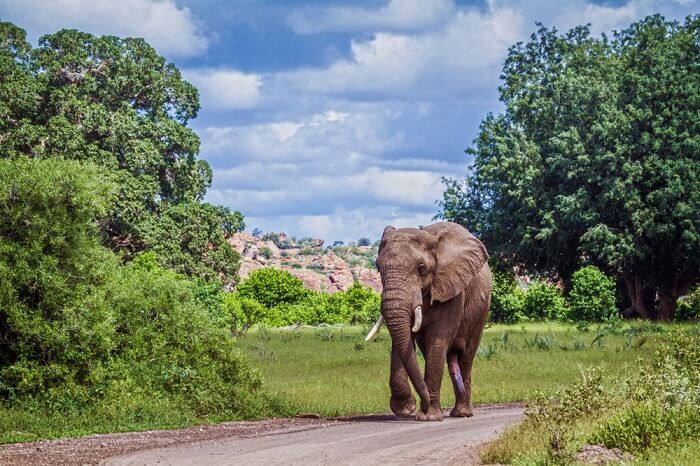 A Guide For Trekkers To Explore Mapungubwe National Park!