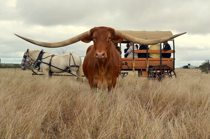 Meet The Bull With The Longest Horn