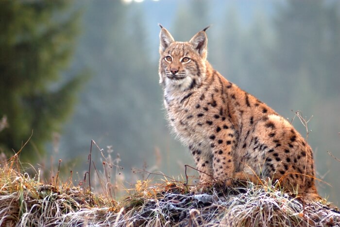 Montenegro Wildlife
