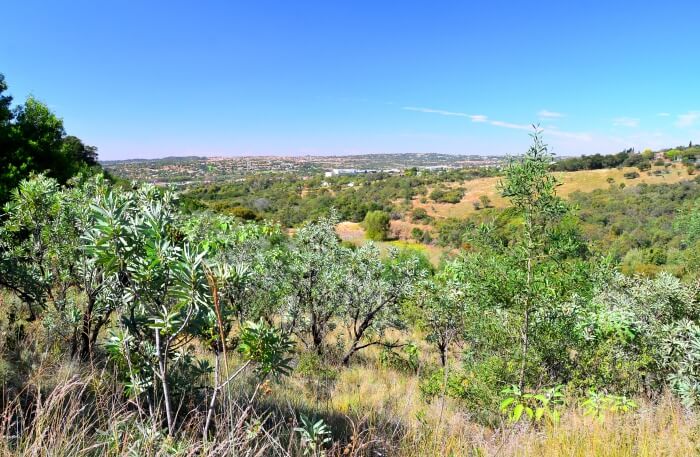 Moreleta Spruit Nature Reserve in Pretoria