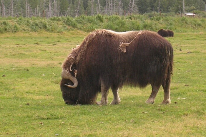 Musk Ox
