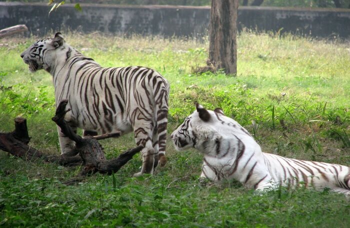 White Tiger view
