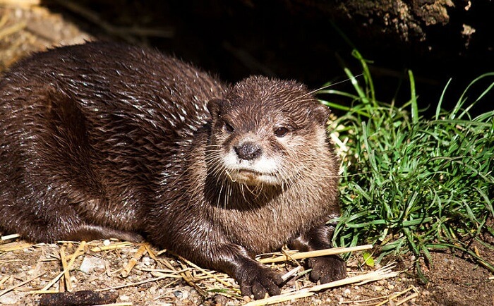 Oriental Small Clawed Otter
