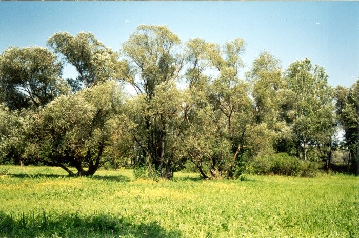 Padurea Domneasca