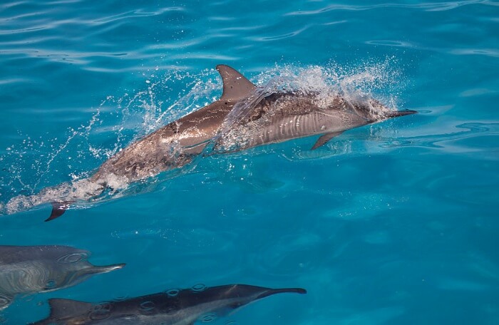 Papahānaumokuākea Marine National